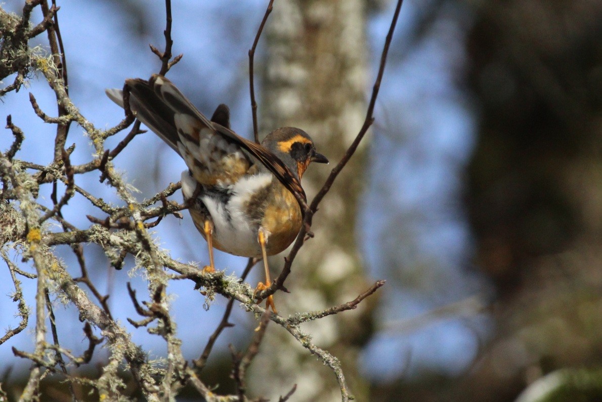 Varied Thrush - ML613589117