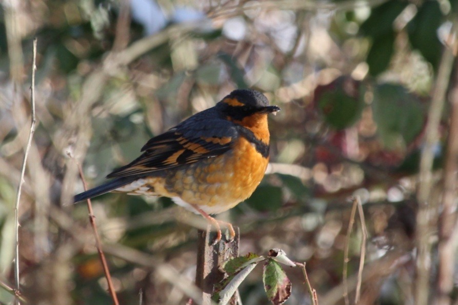 Varied Thrush - ML613589118