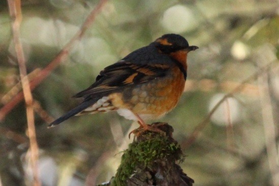 Varied Thrush - Casey Moore-Harris