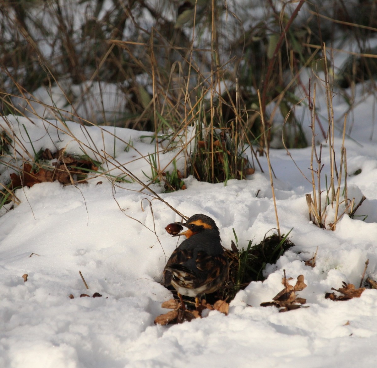 Varied Thrush - ML613589121