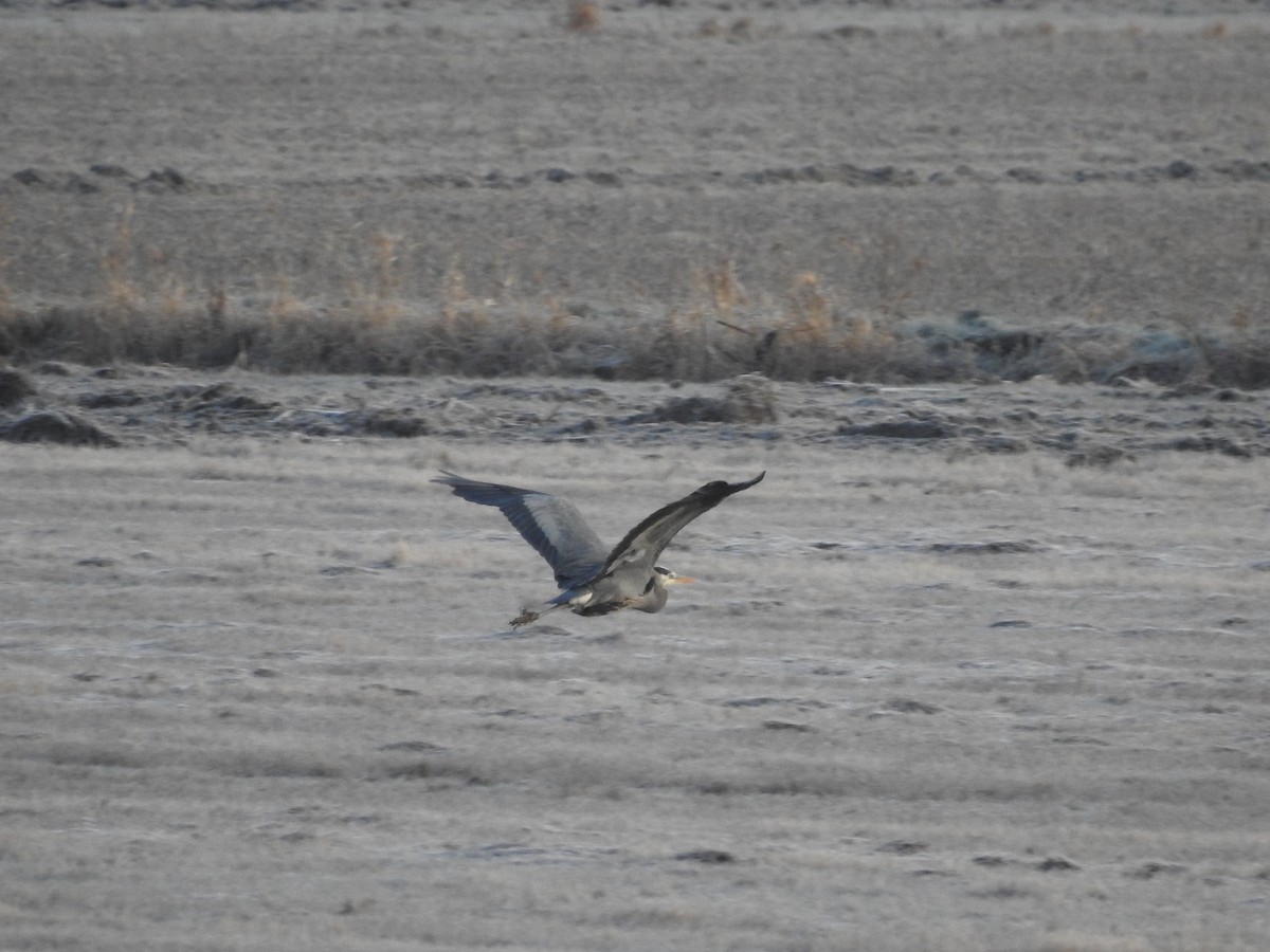 Great Blue Heron - ML613589124