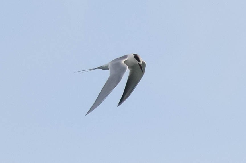 Forster's Tern - ML613589158