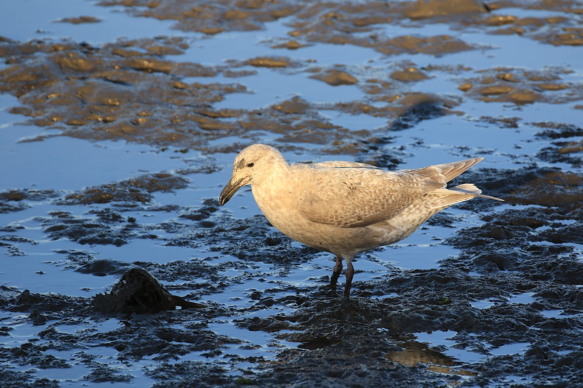 Glaucous-winged Gull - Rene Valdes 🦜