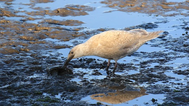 Glaucous-winged Gull - ML613589197