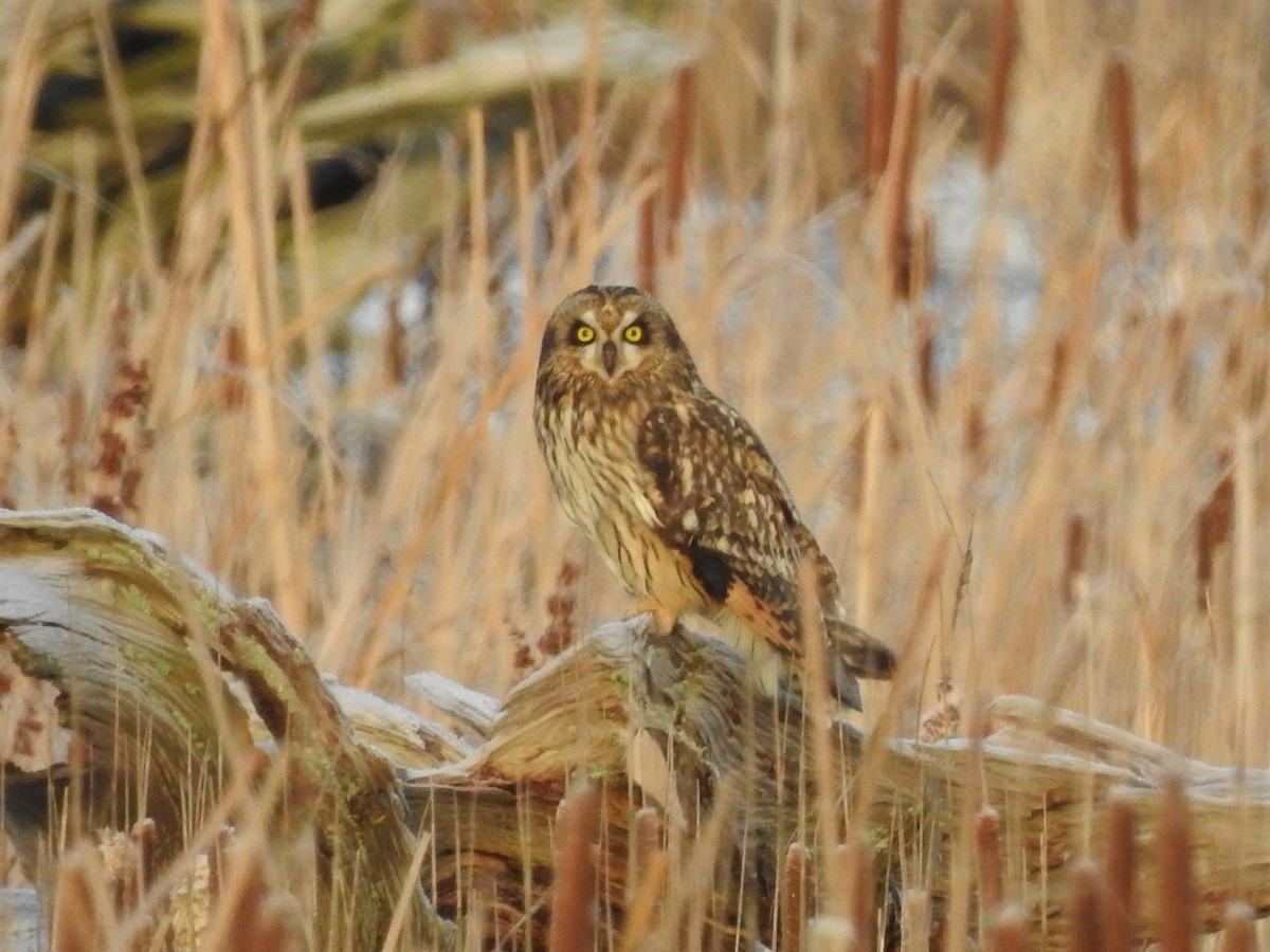 Short-eared Owl - ML613589241
