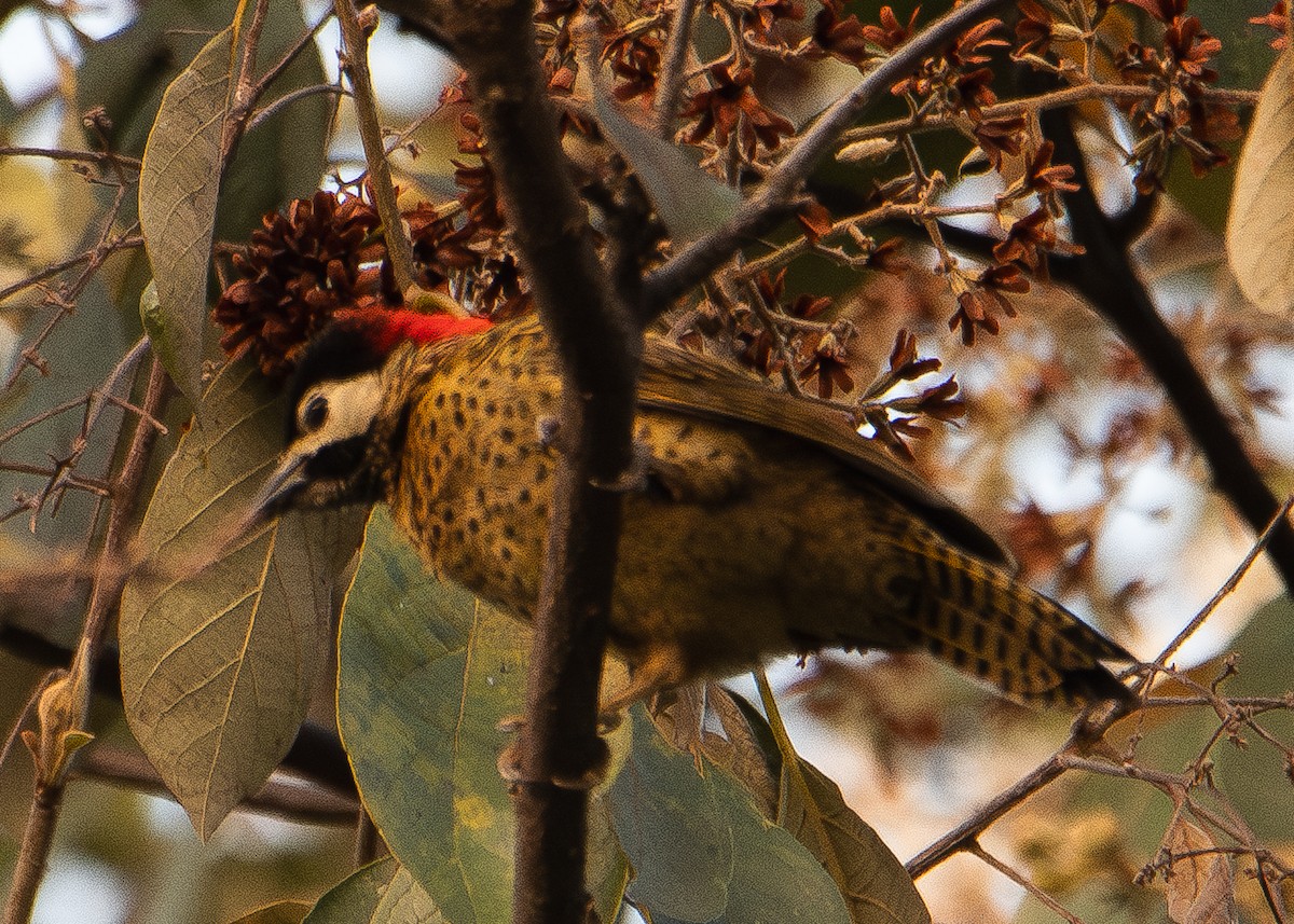 Spot-breasted Woodpecker - Jhan C. Carrillo-Restrepo