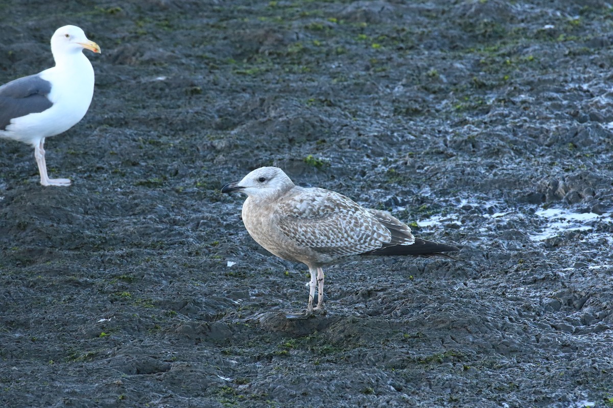 Herring Gull - Rene Valdes 🦜