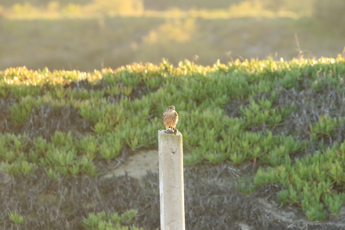 Merlin - Rene Valdes 🦜