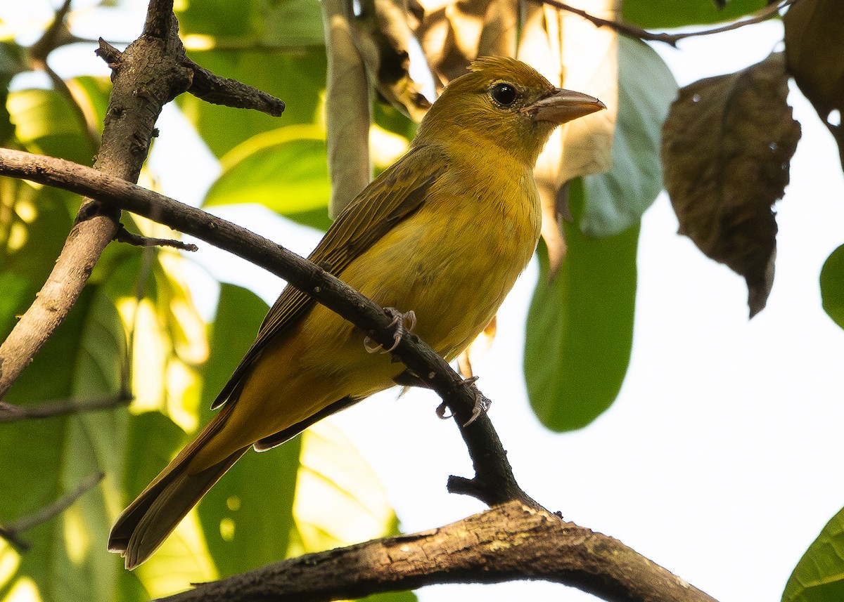 Summer Tanager - Jhan C. Carrillo-Restrepo