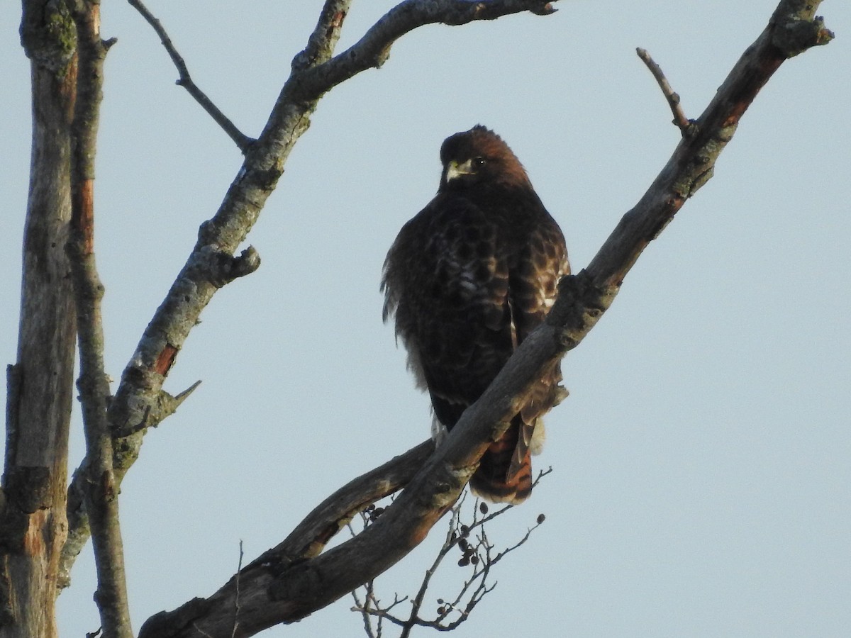 Red-tailed Hawk - ML613589366