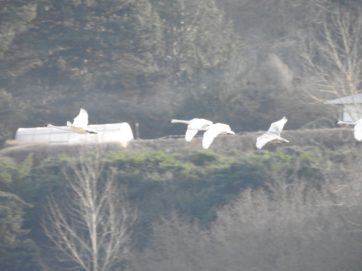 Trumpeter Swan - ML613589388