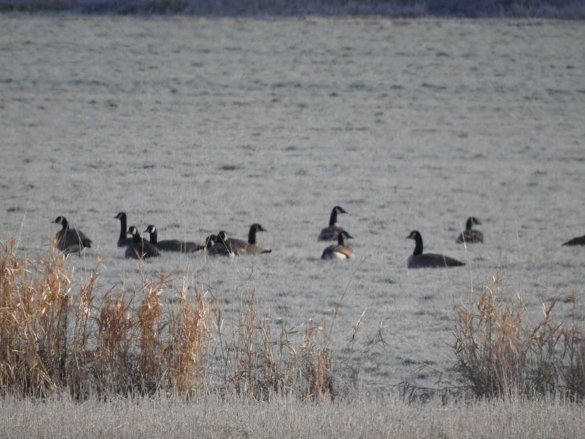 Canada Goose - ML613589398