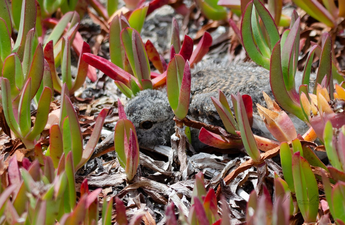 American Oystercatcher - ML613589435