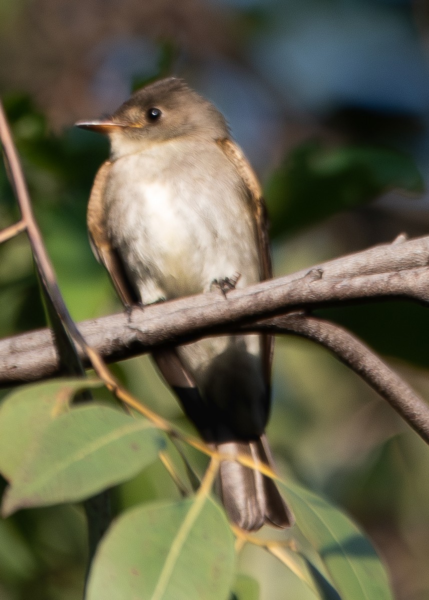 Eastern Wood-Pewee - ML613589452