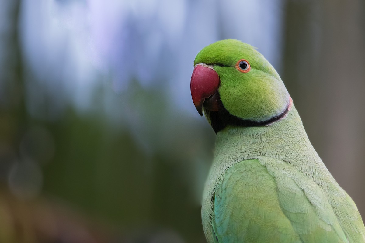 Rose-ringed Parakeet - ML613589489