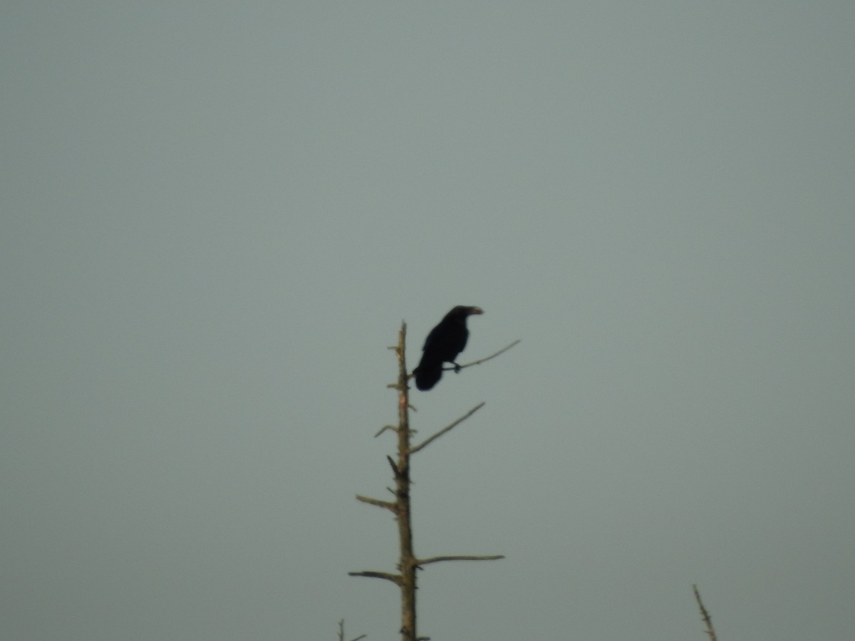 Common Raven - ML613589496