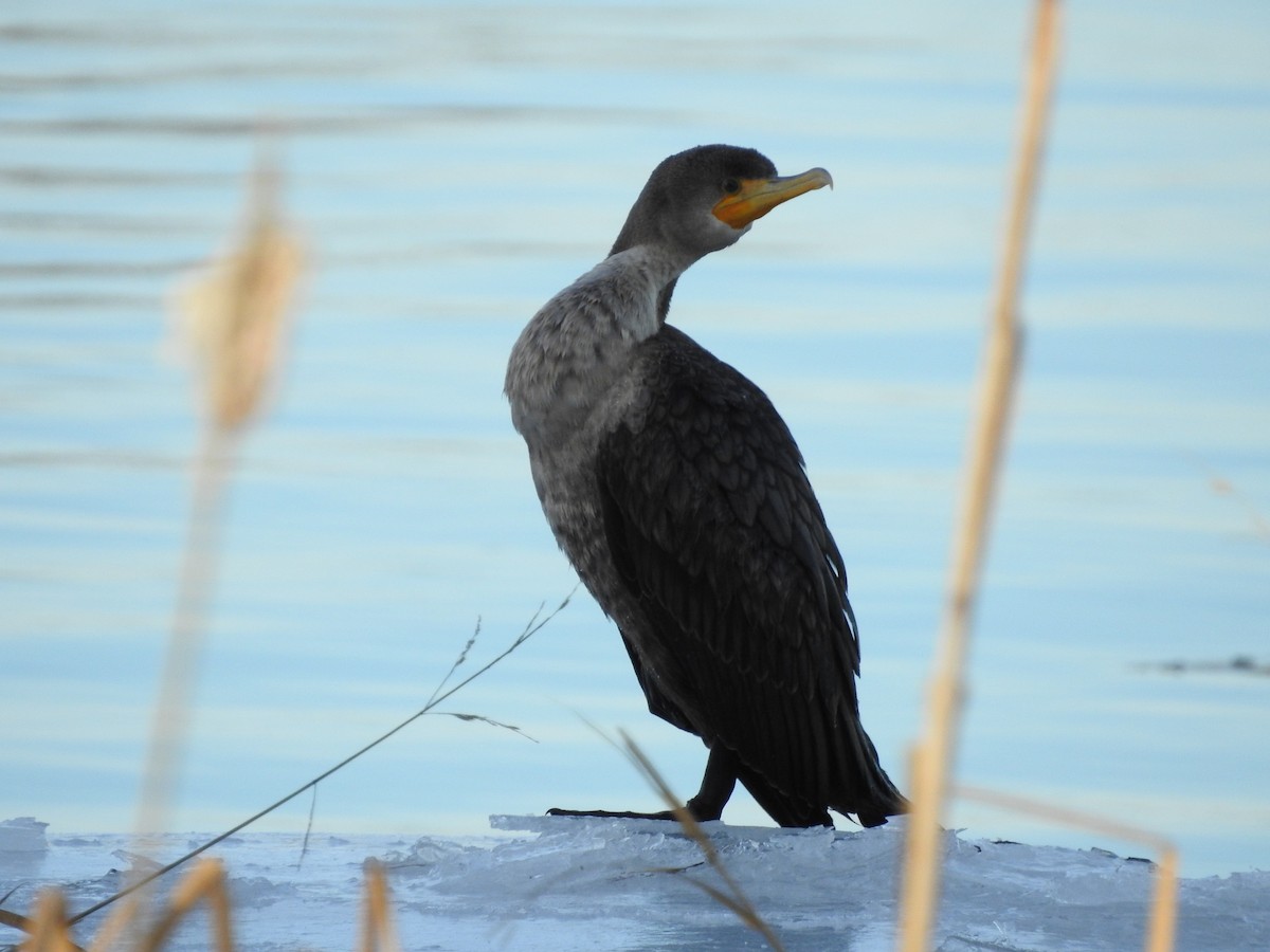 Cormoran à aigrettes - ML613589504