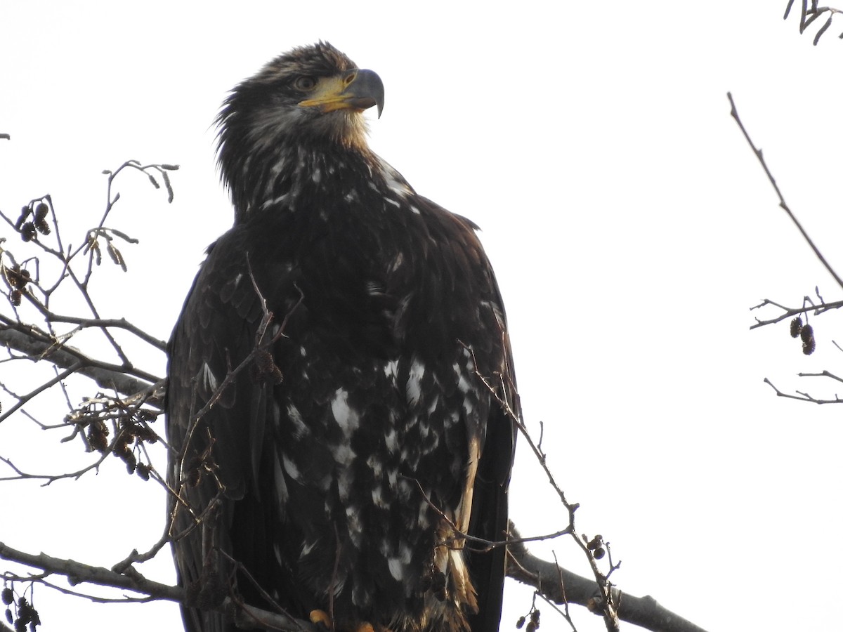 Bald Eagle - Peter Erickson