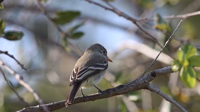 Gray Flycatcher - ML613589643