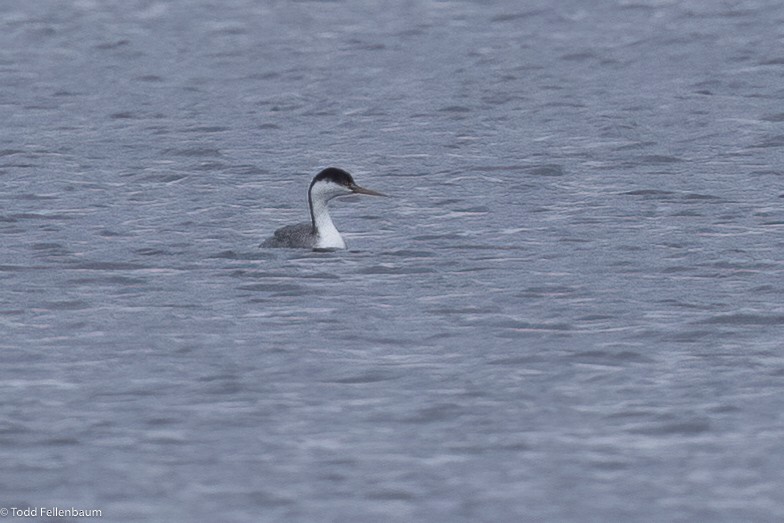 Western Grebe - ML613589798