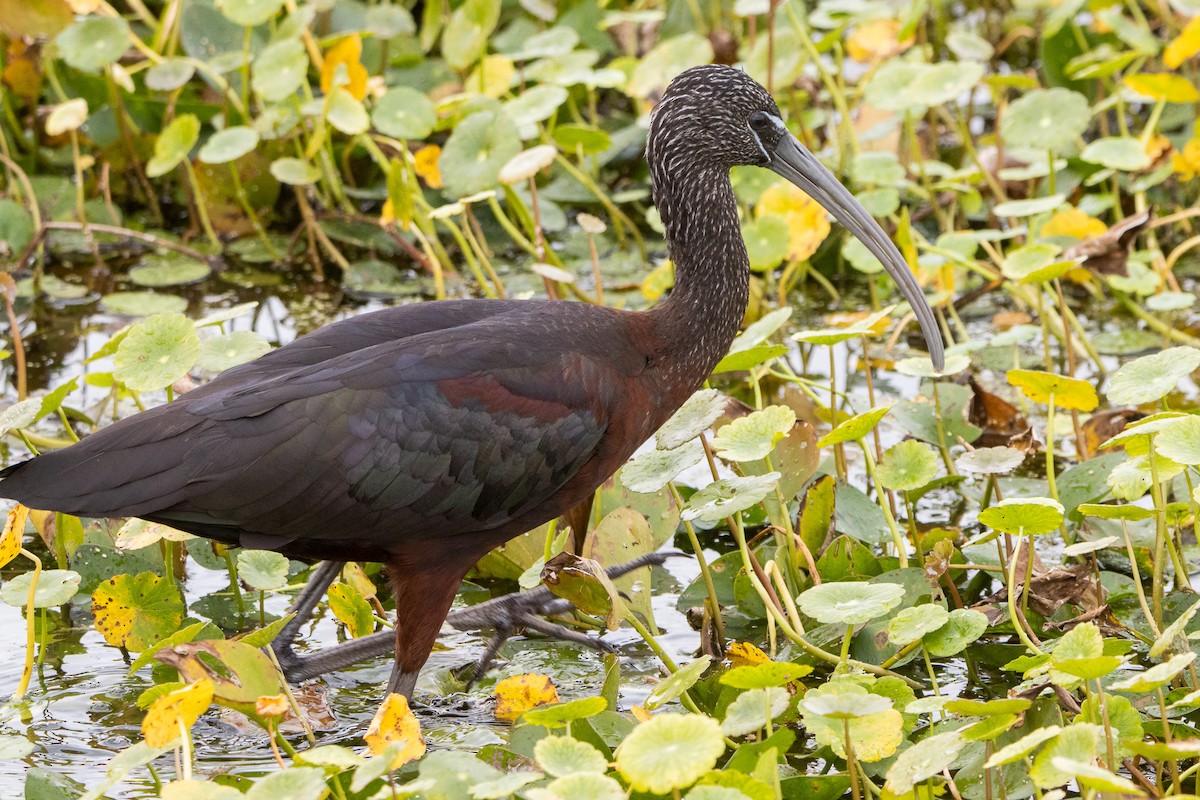 Glossy Ibis - Tristan Yoo