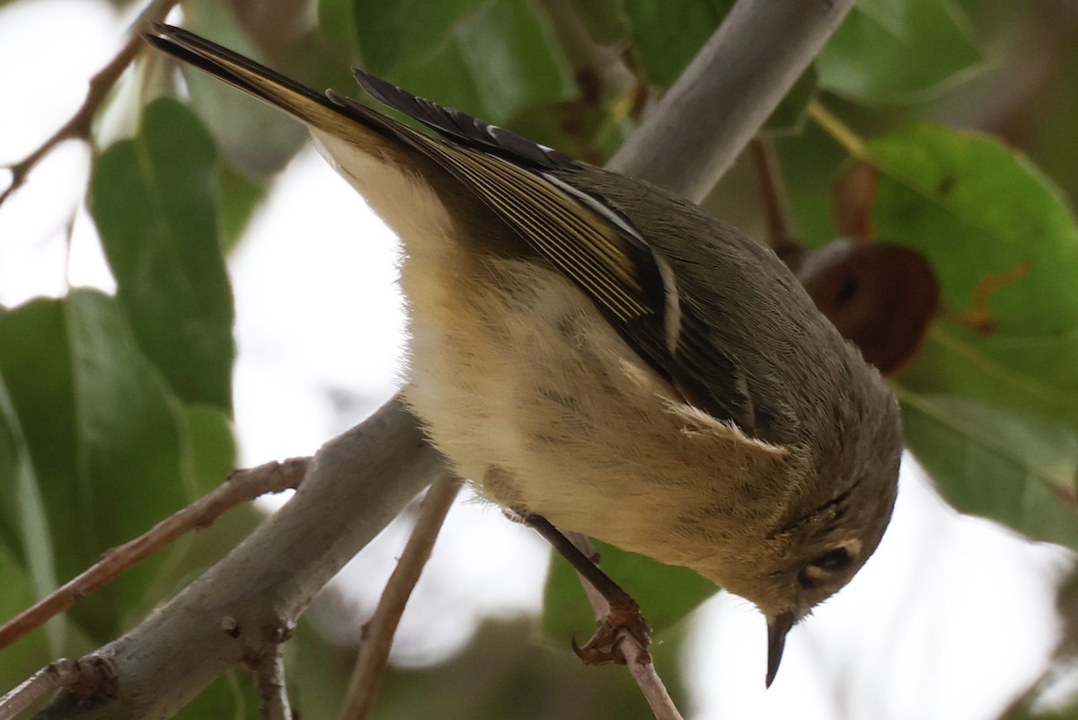 Ruby-crowned Kinglet - Xander Anthony