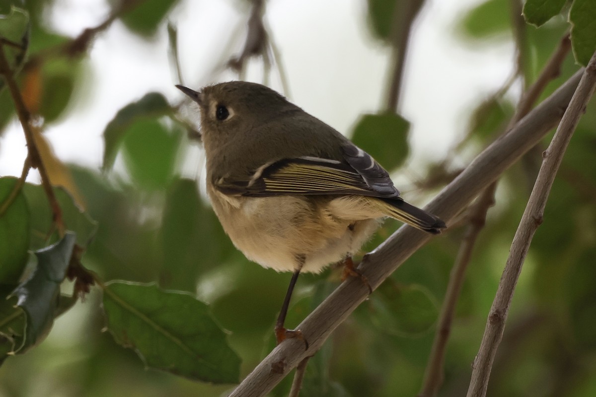 Ruby-crowned Kinglet - Xander Anthony
