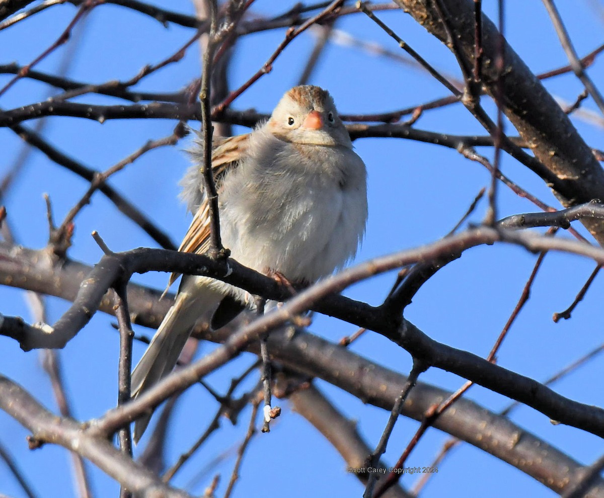 Field Sparrow - ML613590039