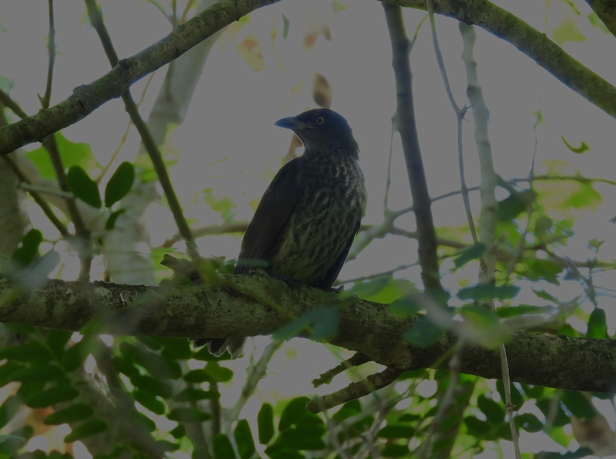 Micronesian Starling - ML613590094