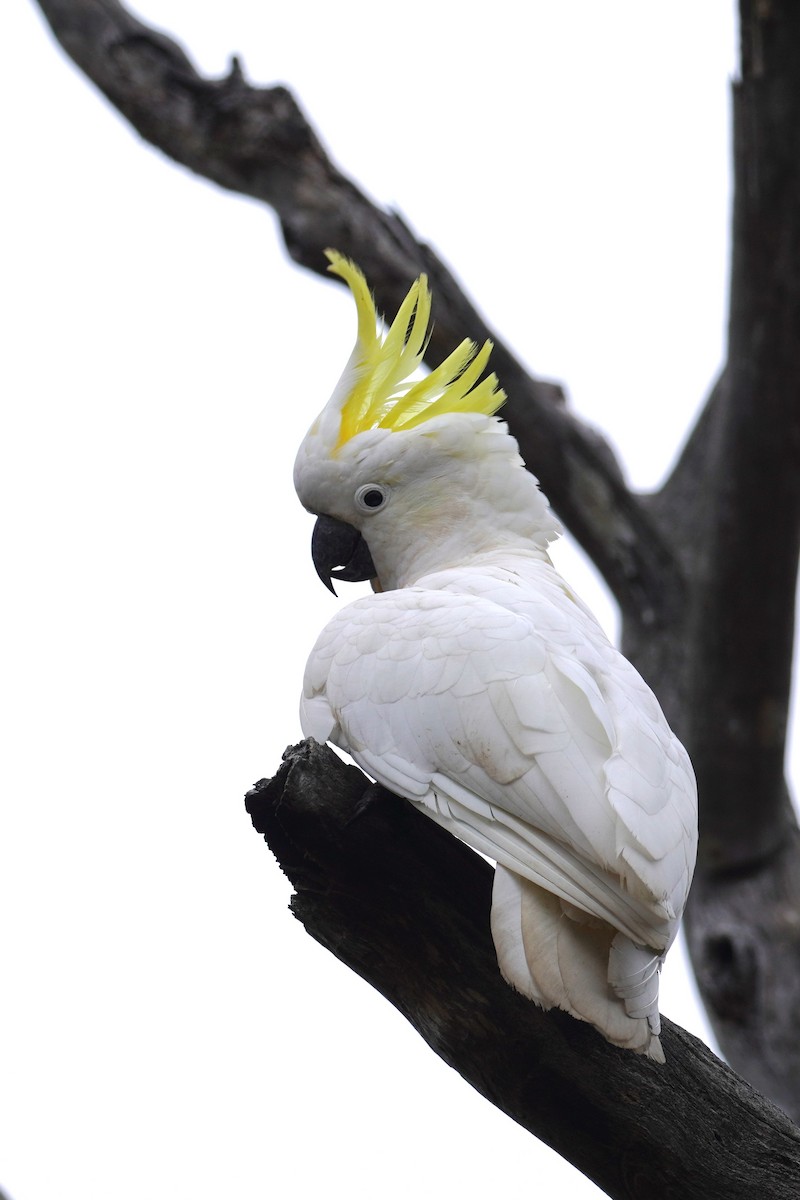Sulphur-crested Cockatoo - Ellany Whelan