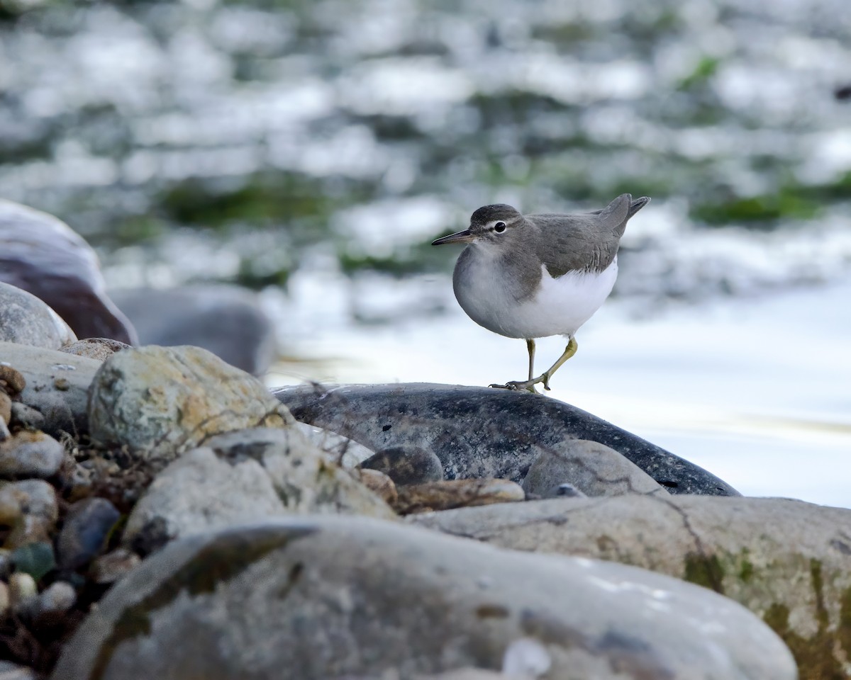 Spotted Sandpiper - ML613590276