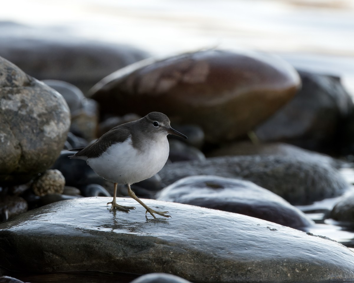 Spotted Sandpiper - ML613590277