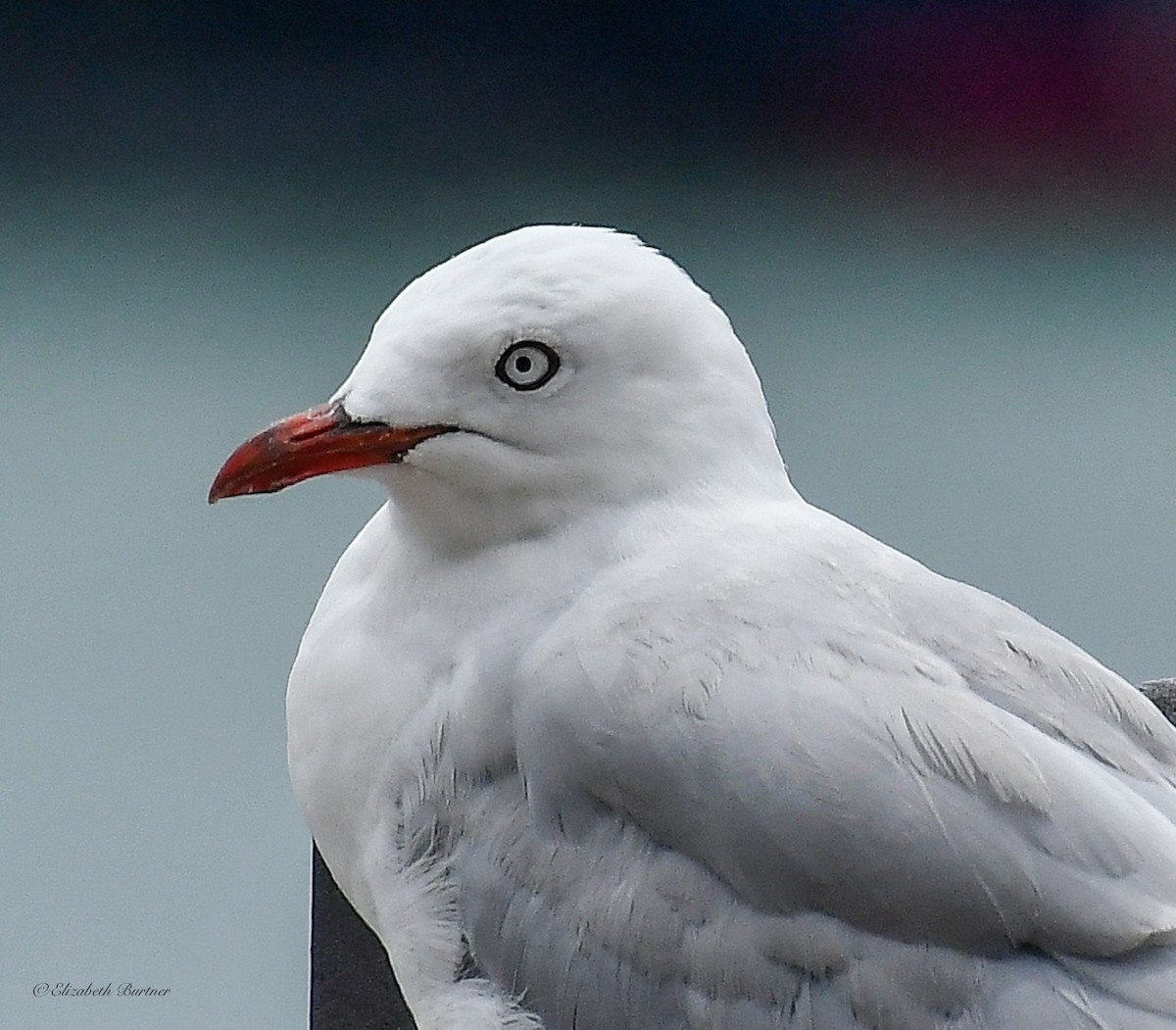 Silver Gull - ML613590316