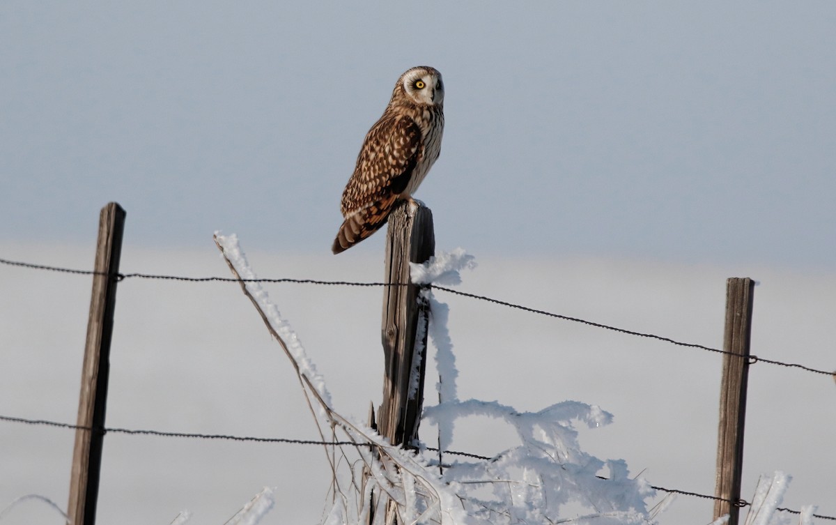 Short-eared Owl - ML613590415