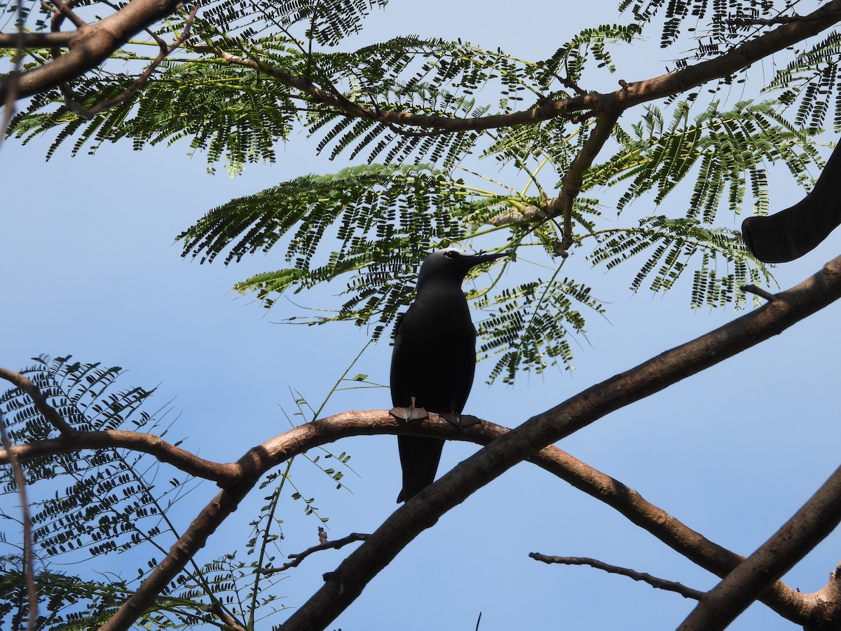 Black Noddy - Nick Komar