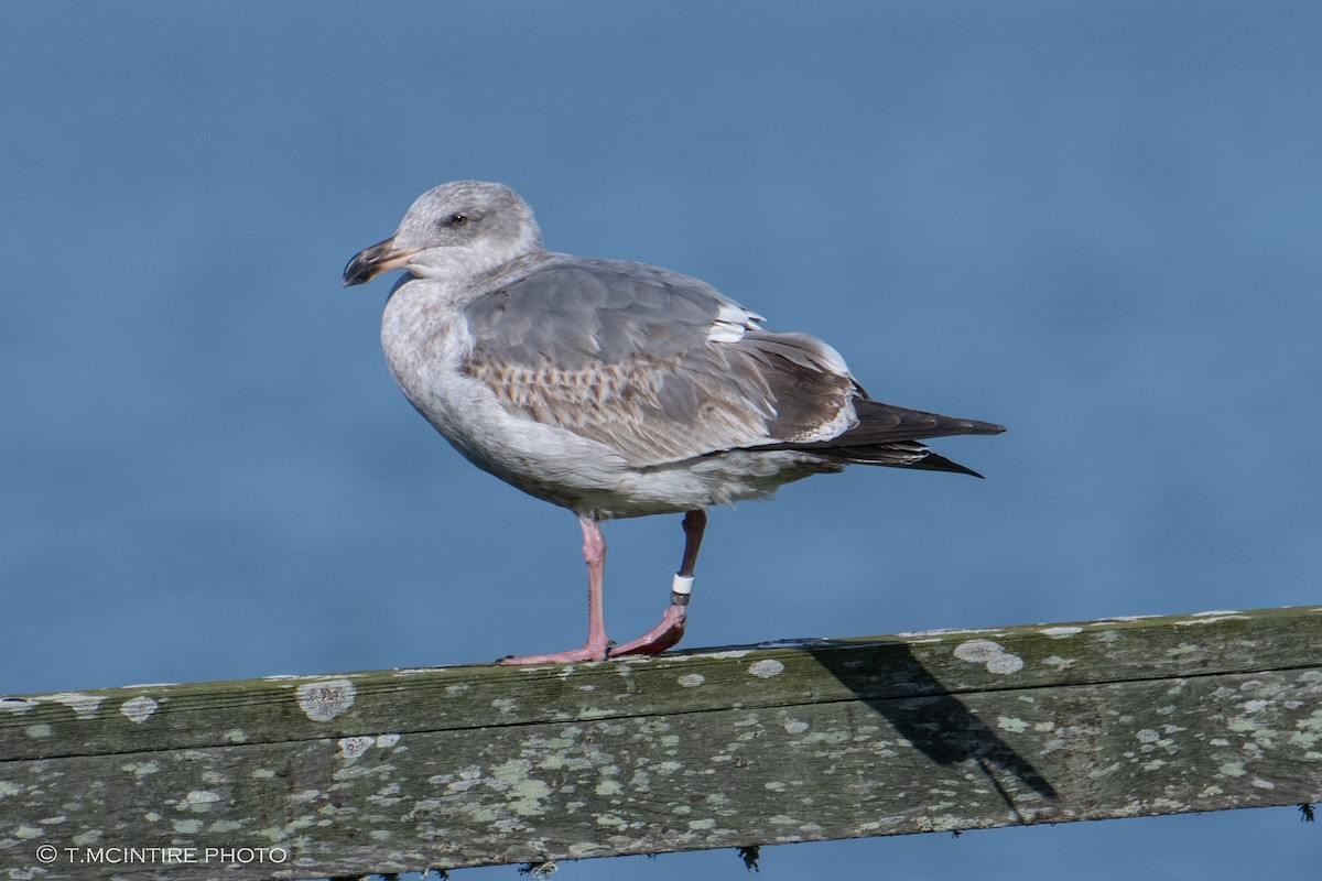 Western Gull - ML613590636