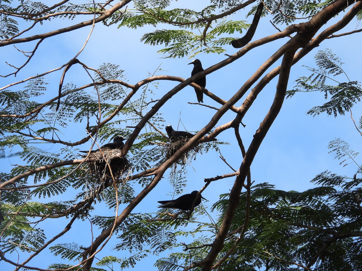 Black Noddy - ML613590637