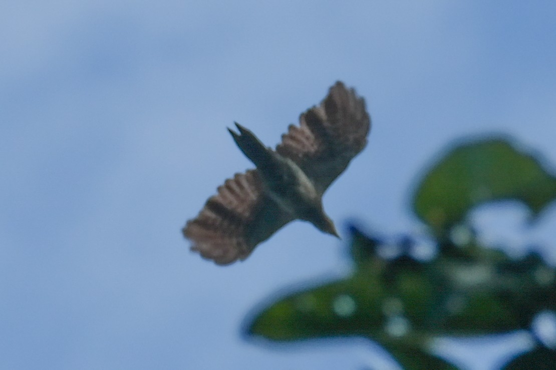 Pale-headed Woodpecker - ML613590655