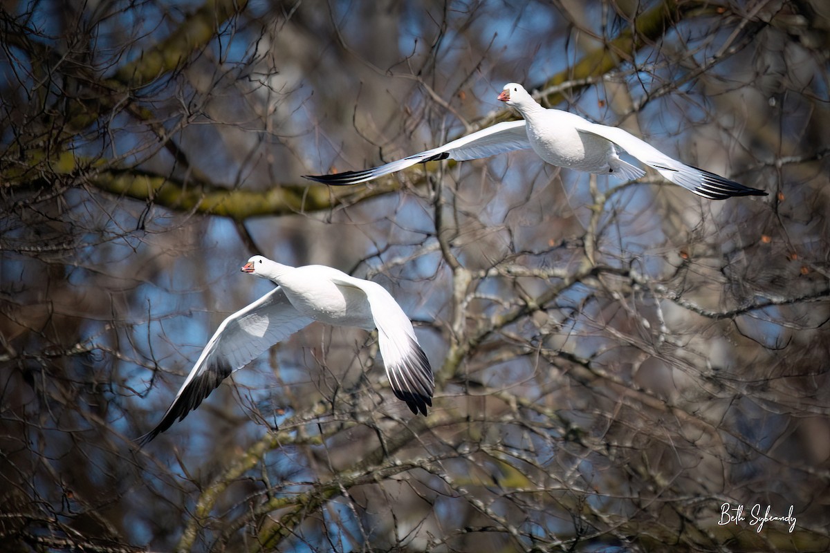 Ross's Goose - James and Beth Sybrandy 🦅