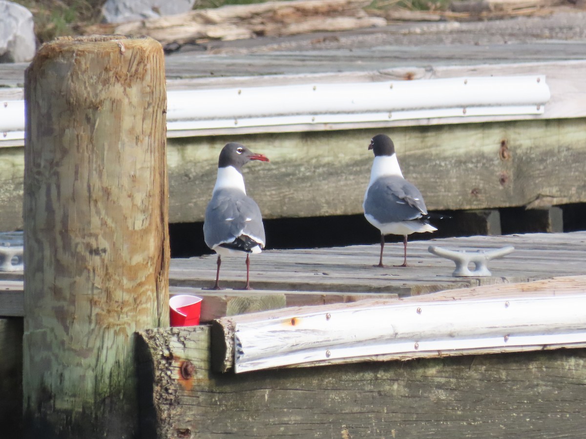 Laughing Gull - Janice Rodriguez