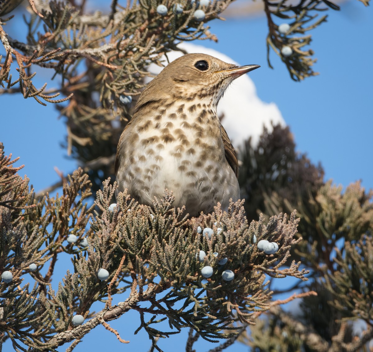 Hermit Thrush - ML613590759