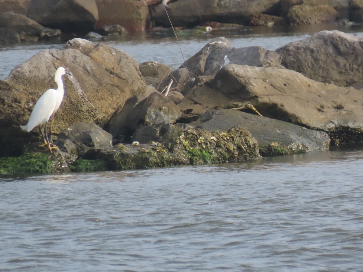 Snowy Egret - ML613590767