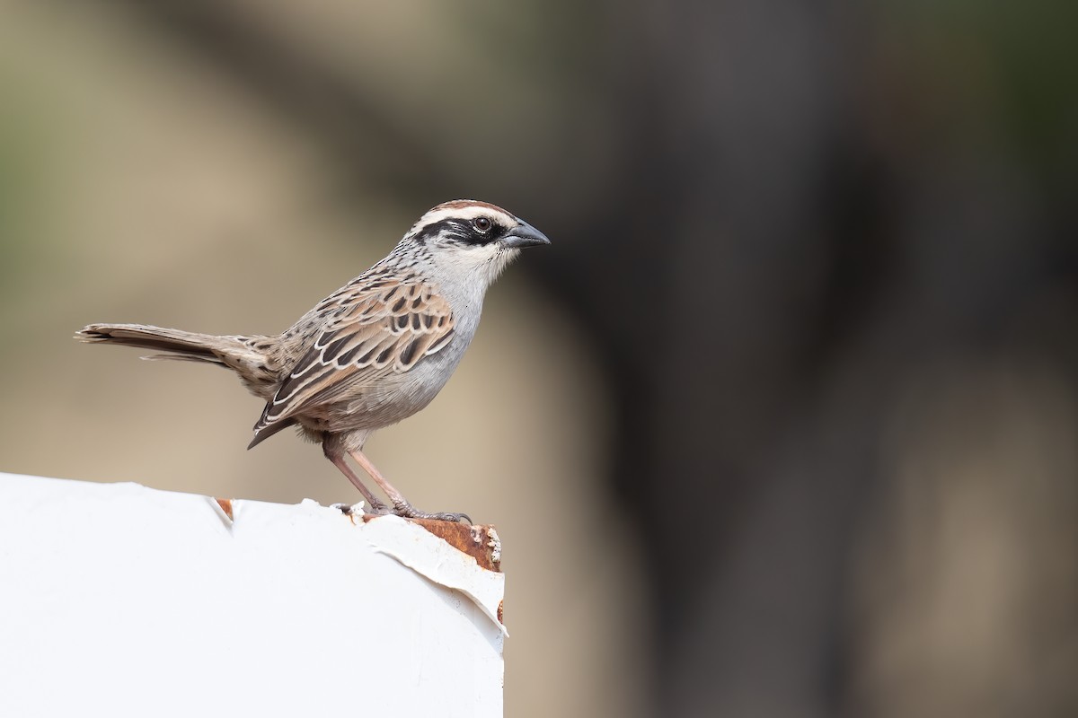 Striped Sparrow - ML613590776