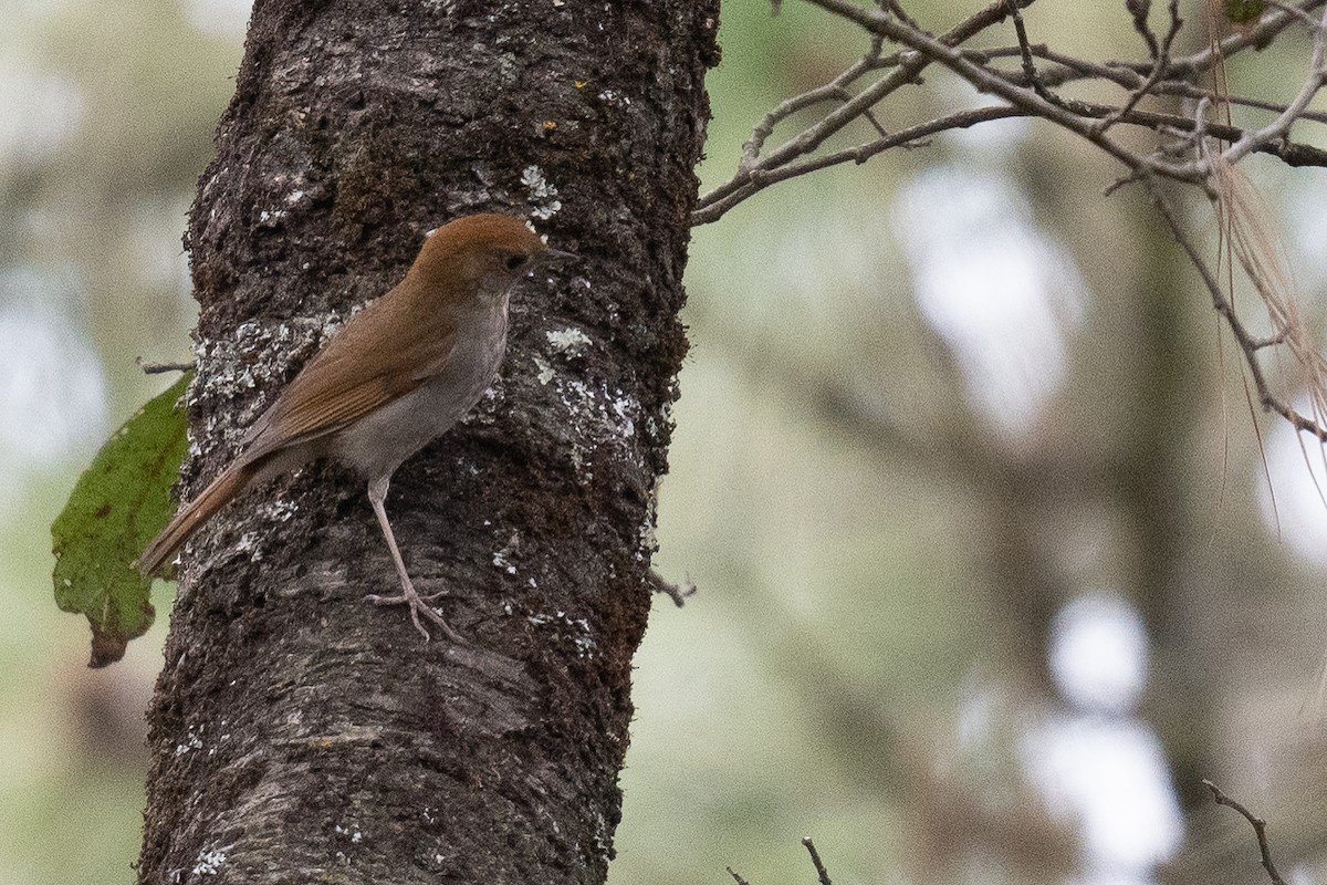 Russet Nightingale-Thrush - ML613590844