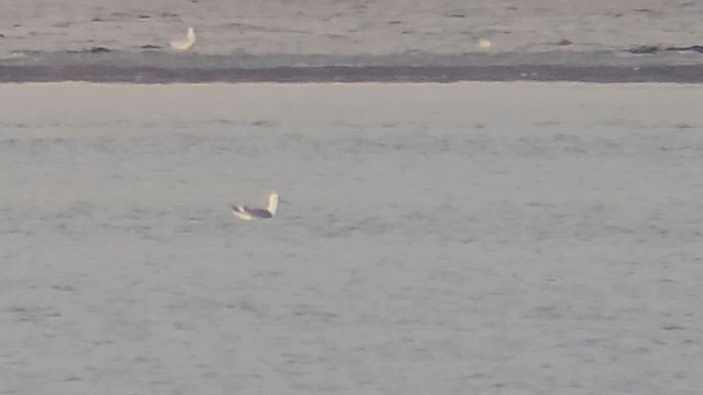 Larus, unbestimmt - ML613590909