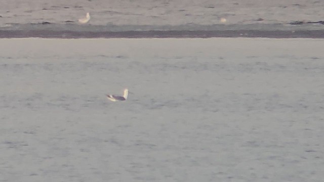 Gaviota (Larus) sp. - ML613590909