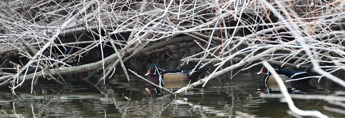 Canard branchu - ML613590999