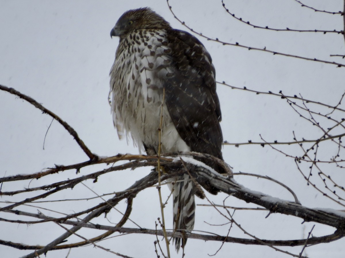 Cooper's Hawk - ML613591093