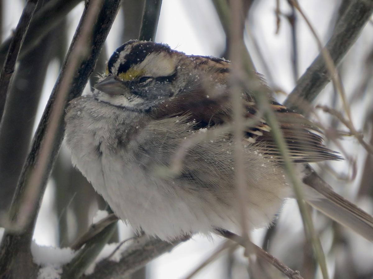 White-throated Sparrow - ML613591233