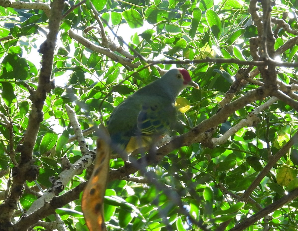 Mariana Fruit-Dove - ML613591328